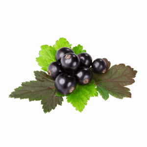 elementi seripet (1)